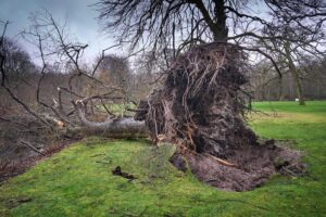 Imagen de archivo de los daños ocasionados por la tormenta Eunice en Holanda. EFE/EPA/PHIL NIJHUIS