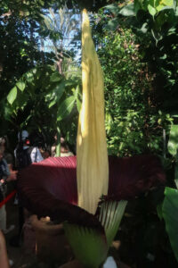 El Museo Botánico de Berlín vive momentos históricos estos días al florecer el ejemplar que alberga de aro gigante o (Amorphophallus titanum). EFE/ Lucas Rubio Albizu