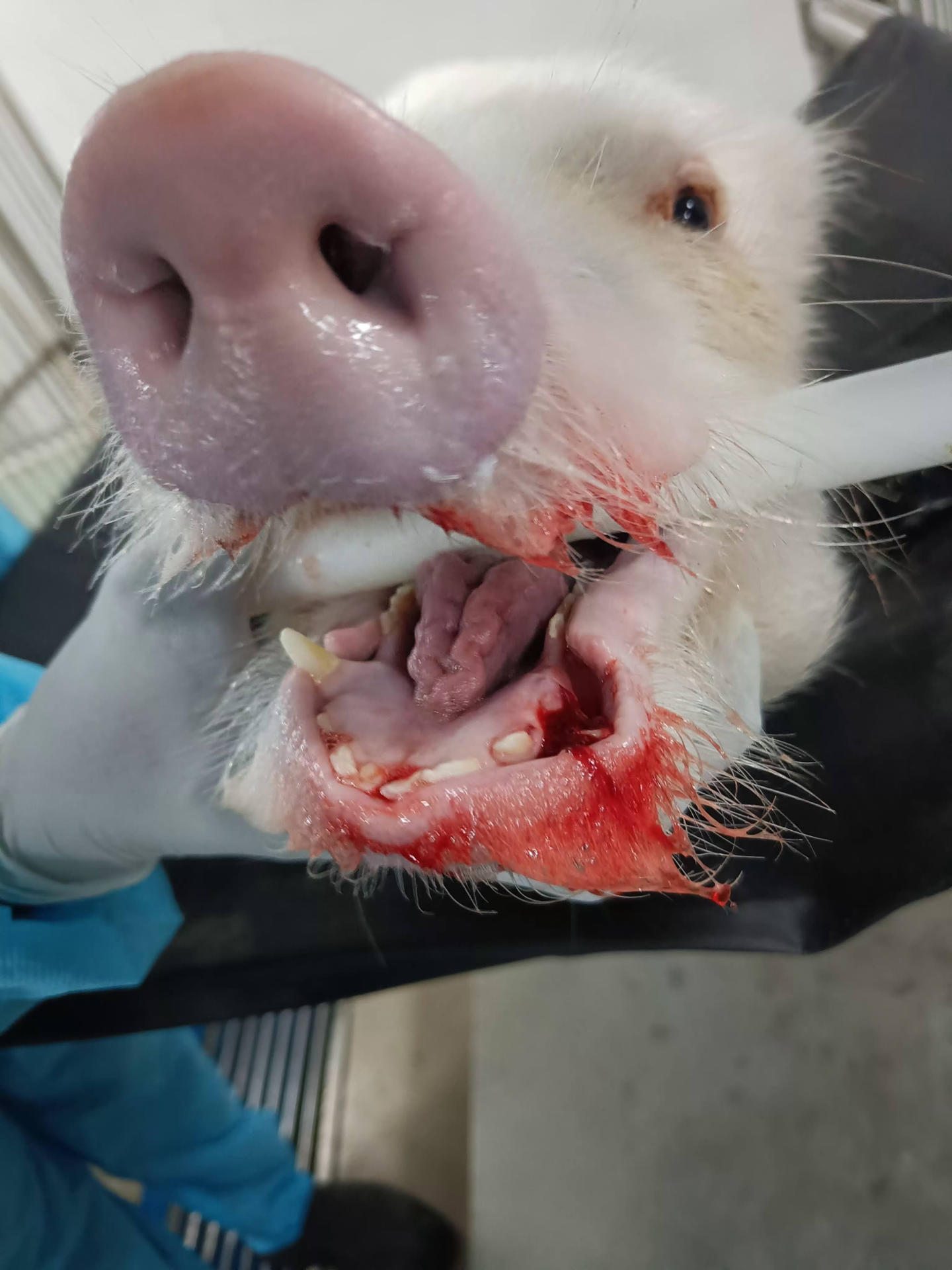 Vista de un cerdo con la boca ensangrentada por una prueba invasiva. La organización animalista PETA India denunció este martes a un laboratorio de pruebas con animales en el sur de la India, por procedimientos dolorosos que habrían resultado en la muerte de numerosos animales. La denuncia se basa en información, fotografías y vídeos proporcionados por fuentes anónimas del laboratorio Palamur Biosciences Pvt. Ltd., en el estado de Telangana, en el sur de la India, según explicó en una rueda de prensa en Nueva Delhi Khushboo Gupta, directora de proyectos de PETA India. EFE/ Peta India SOLO USO EDITORIAL SOLO DISPONIBLE PARA ILUSTRAR LA NOTICIA QUE ACOMPAÑA (CRÉDITO OBLIGATORIO)