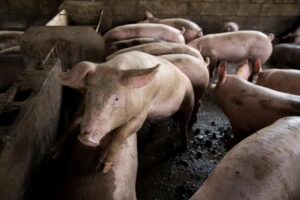 Fotografía de archivo de una granja de cerdos. EFE/ Orlando Barría