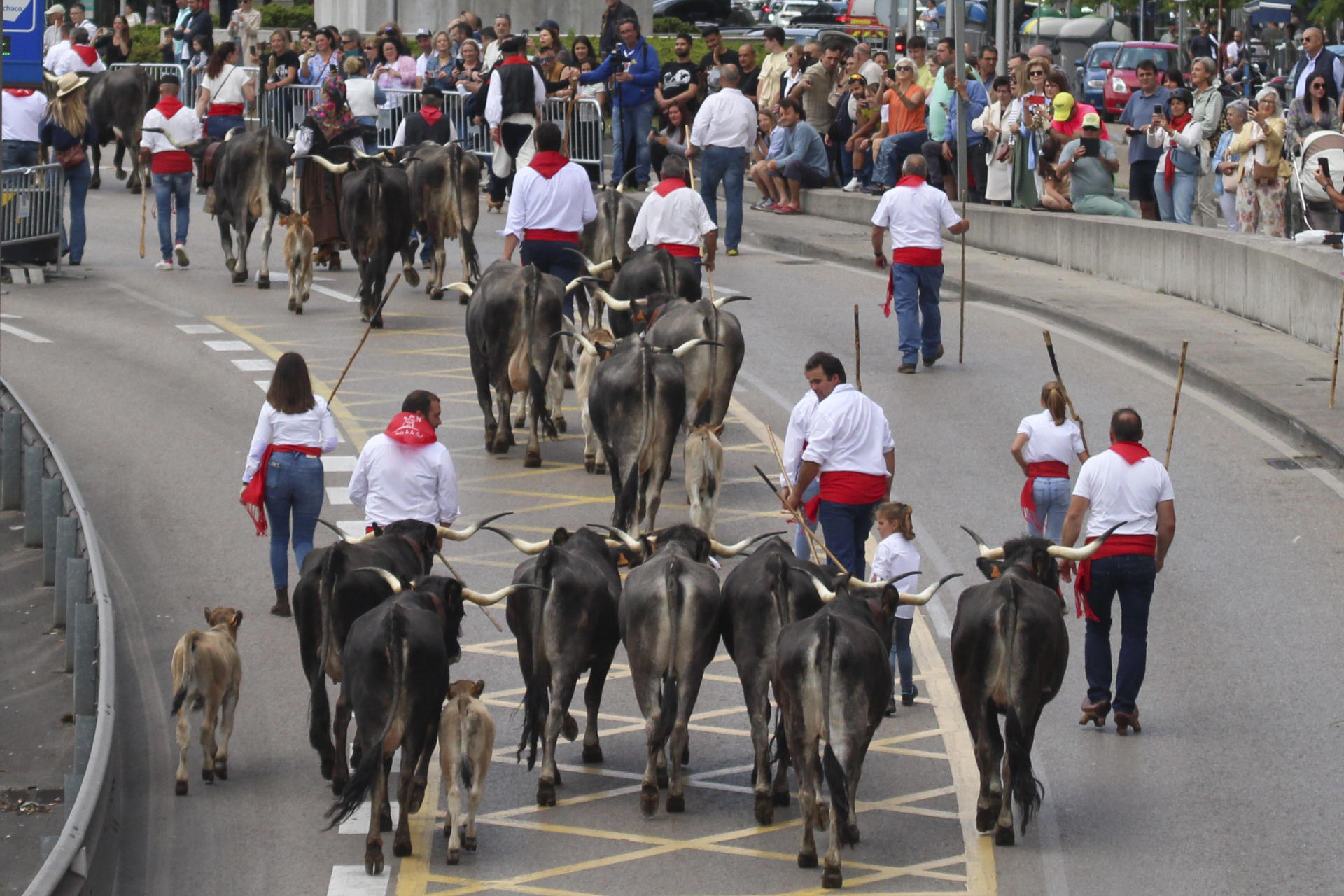 - Los campanos, las varas, los trajes típicos y las tudancas han tomado este sábado el centro de Santander, con aceras llenas de gente de todas las edades para seguir el desfile ganadero de La Pasá y ver más de cerca estas reses, características de Cantabria. EFE/Eva García