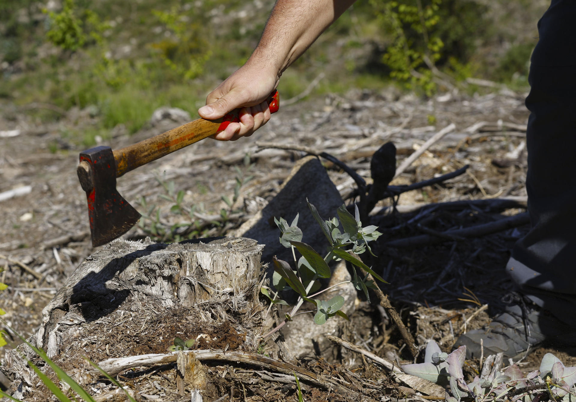 La inacción de la administración para evitar la expansión de invasoras por los montes está llevando a vecinos y voluntarios a sumarse a las brigadas deseucaliptizadoras para frenarlas y con ello recuperar el bosque autóctono y lograr territorios más resilientes a incendios, calentamiento y pérdida de biodiversidad. EFE/ J.J. Guillén