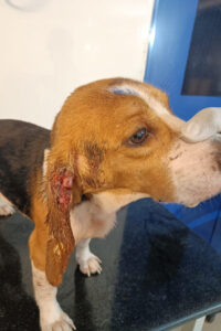 Fotografía de un perro con lesiones en el oído debido al hacinamiento. La organización animalista PETA India denunció este martes a un laboratorio de pruebas con animales en el sur de la India, por procedimientos dolorosos que habrían resultado en la muerte de numerosos animales. La denuncia se basa en información, fotografías y vídeos proporcionados por fuentes anónimas del laboratorio Palamur Biosciences Pvt. Ltd., en el estado de Telangana, en el sur de la India, según explicó en una rueda de prensa en Nueva Delhi Khushboo Gupta, directora de proyectos de PETA India. EFE/ Peta India SOLO USO EDITORIAL SOLO DISPONIBLE PARA ILUSTRAR LA NOTICIA QUE ACOMPAÑA (CRÉDITO OBLIGATORIO)