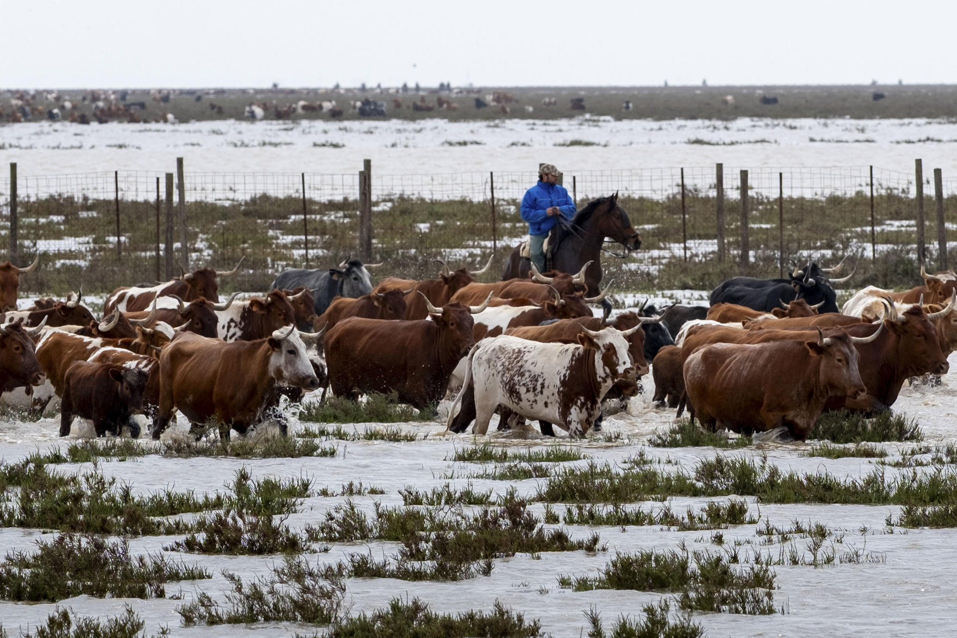 Ganaderos de Hinojos trasladan este sábado a su ganado desde la Marisma de Hinojos, en el corazón del Parque de Doñana, a causa de las inundaciones. EFE/Julián Pérez
