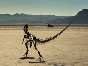 Fotografía cedida por Sotheby's que muestra el esqueleto de un dinosaurio Ceratosaurus, que será subastado en julio en Nueva York, al ser un único ejemplar juvenil conocido de esta especie de dinosaurio carnívoro que habitaba la Tierra hace unos 154-149 millones de años aproximadamente. EFE/ Matthew Sherman/ Sotheby's