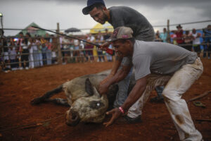 Hombres controlan un toro en una corrida este 8 de junio de 2025, durante el festival folclórico en La Chorrera (Panamá). EFE/ Bienvenido Velasco