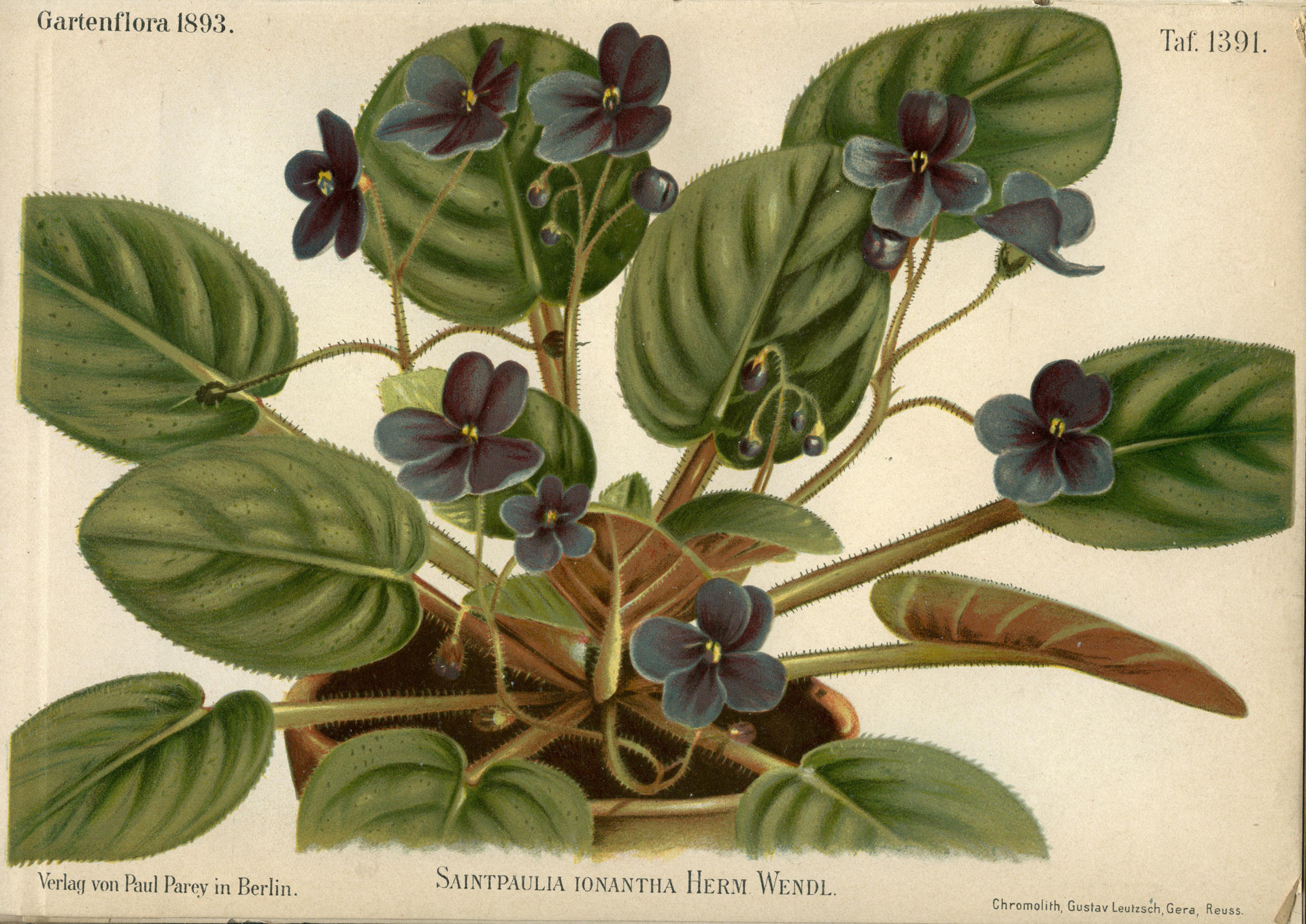 Imagen de la primera descripción de la violeta africana en la revista Gartenflora de 1893. EFE/Naturhistorisches Museum Wien"***SOLO USO EDITORIAL/SOLO DISPONIBLE PARA ILUSTRAR LA NOTICIA QUE ACOMPAÑA (CRÉDITO OBLIGATORIO)***