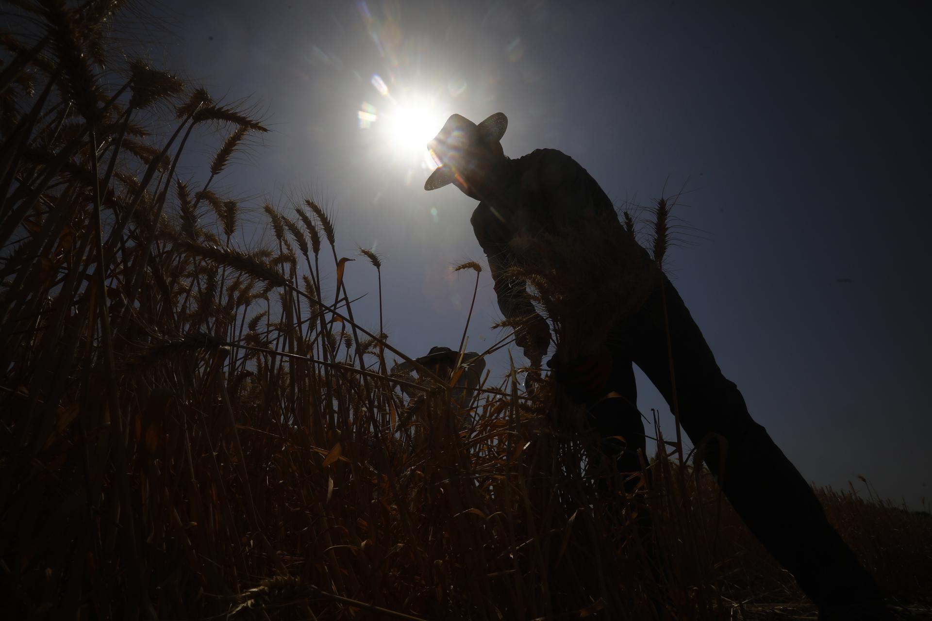 Un hombre trabaja en un cultivo de trigo con altas temperaturas en una imagen de archivo. EFE/Salas