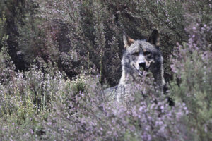 Fotografía de archivo de un lobo ibérico. EFE/Mariam A. Montesinos