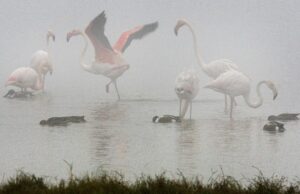 En la imagen de archivo, flamencos y anades buscan alimento en una de las lagunas del Parque Nacional de Doñana EFE/Jose Manuel Vidal