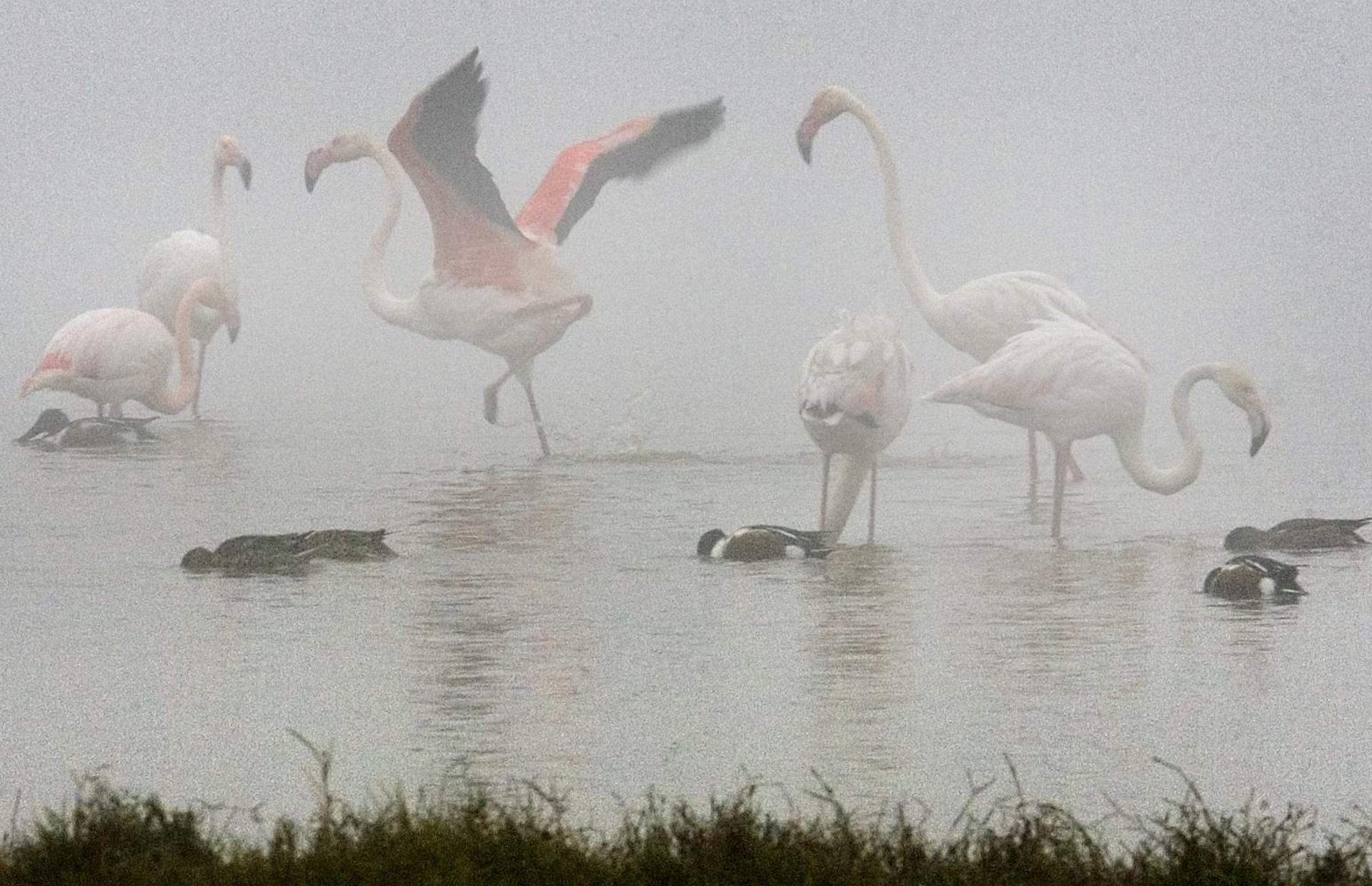 En la imagen de archivo, flamencos y anades buscan alimento en una de las lagunas del Parque Nacional de Doñana EFE/Jose Manuel Vidal