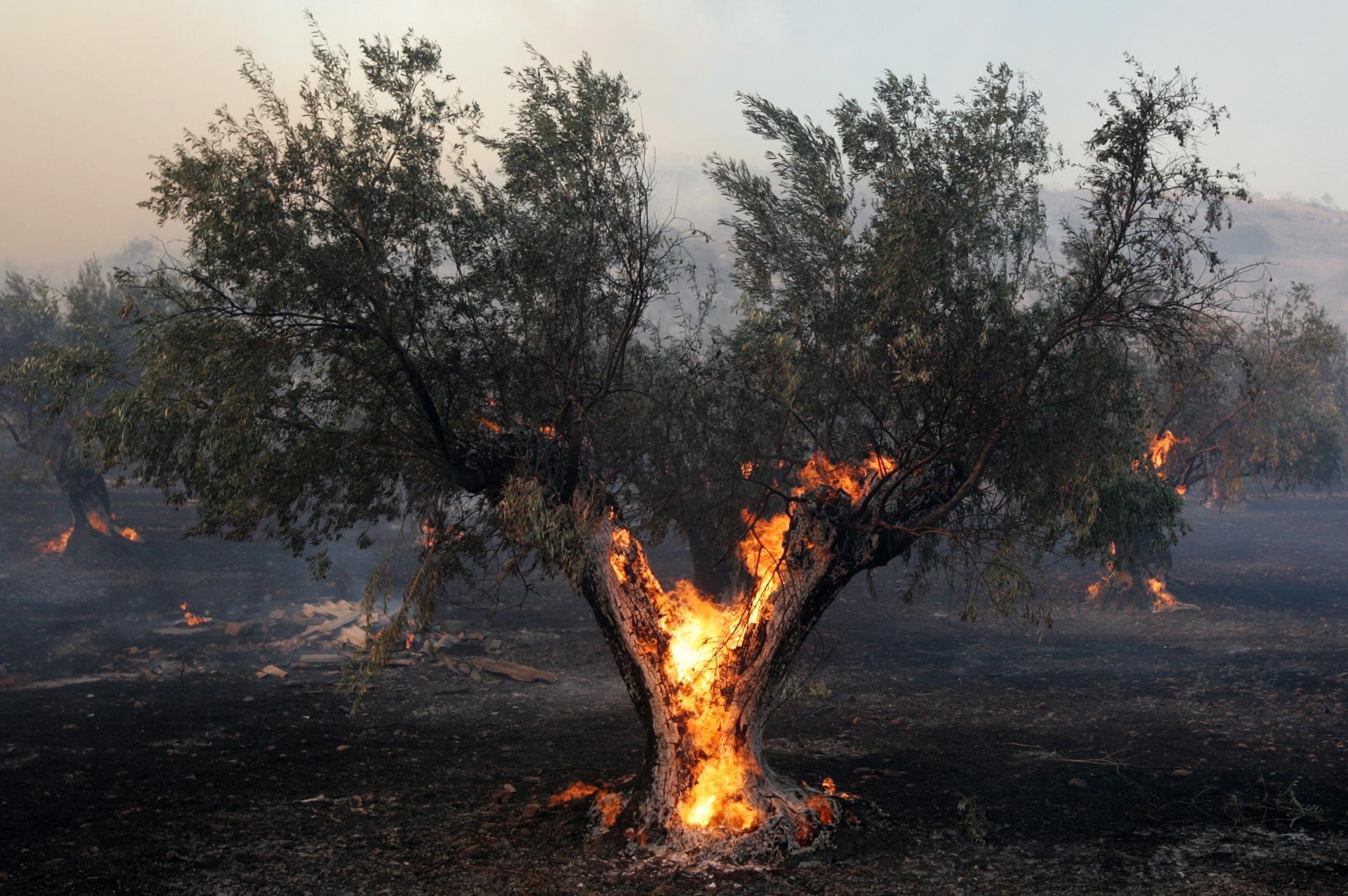 En la imagen de archivo, un olivo arde durante un incendio forestal en el distrito industrial de Mangoula, 30 kilómetros al oeste de Atenas, Grecia. EFE/Orestis Panagiotou