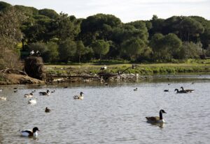 Fotografía de archivo de ejemplares de algunas de las 200 especies de aves que se encuentran en la Cañada de los Pájaros, un humedal estratégico del Espacio Natural de Doñana. EFE/Jupe