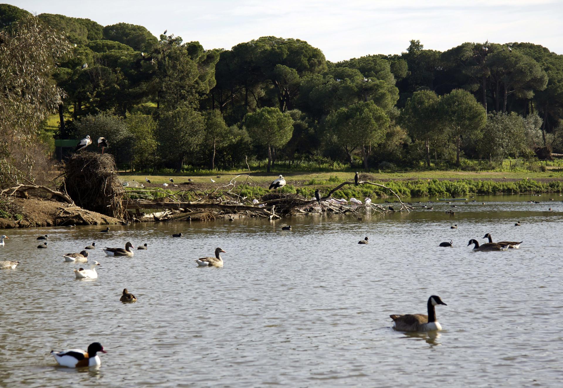 Fotografía de archivo de ejemplares de algunas de las 200 especies de aves que se encuentran en la Cañada de los Pájaros, un humedal estratégico del Espacio Natural de Doñana. EFE/Jupe