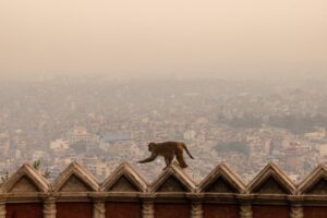 Imagen de archivo de contaminación en Kathmandu, Nepal. EFE/EPA/NARENDRA SHRESTHA
//////////
Katmandú (Nepal).- Un mono escala un muro mientras la contaminación del aire envuelve el valle de Katmandú, en Katmandú, Nepal, 07 de abril de 2024. Katmandú, la capital de Nepal, está clasificada entre las ciudades más contaminadas del mundo, con niveles de PM2,5 que alcanzaron 169 microgramos por metro cúbico el 7 de abril, según IQ AirVisual, un grupo suizo que recopila diariamente datos sobre la calidad del aire en todo el mundo. EFE/EPA/NARENDRA SHRESTHA