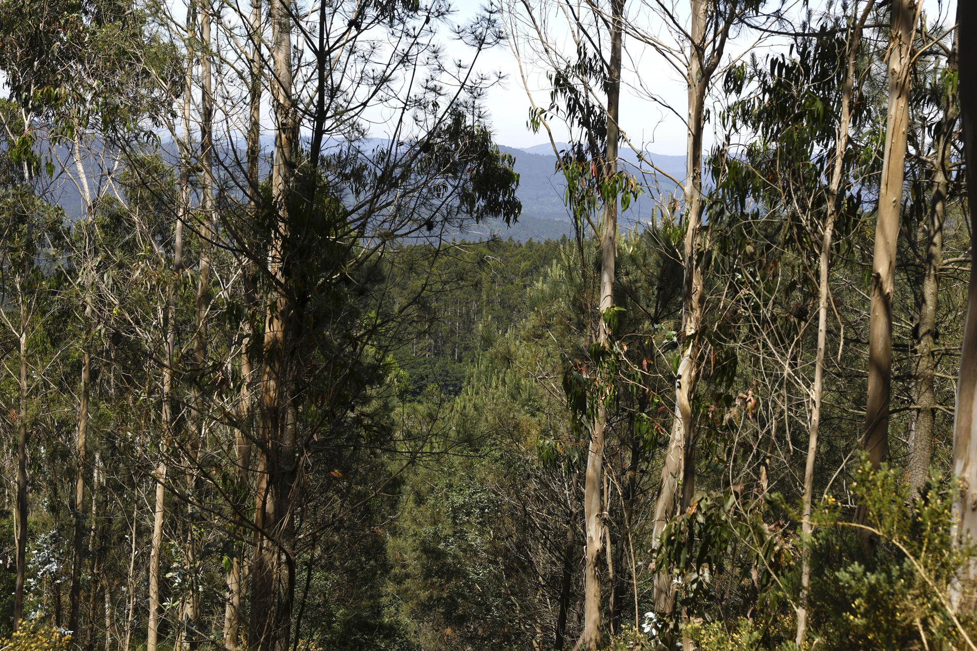La inacción de la administración para evitar la expansión de invasoras por los montes está llevando a vecinos y voluntarios a sumarse a las brigadas deseucaliptizadoras para frenarlas y con ello recuperar el bosque autóctono y lograr territorios más resilientes a incendios, calentamiento y pérdida de biodiversidad. EFE/ J.J. Guillén