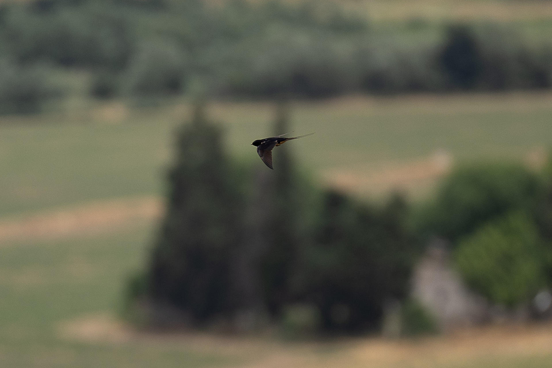 La Red de Vencejos de Toledo lleva rescatadas más de 150 aves caídas de nidos por los efectos del calor de junio y busca más voluntarios para poder asumir el cuidado de esta especie. Además, ha instalado diez nuevas cajas nido en el entorno de Miradero, que se une a las que ya hay en centros comerciales, universidades y centros escolares. EFE/Ismael Herrero