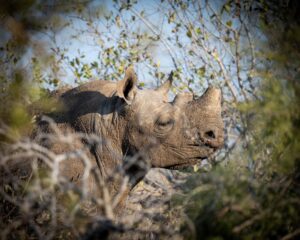 Fotos generales de rinocerontes negros en la región del Gran Kruger. Todos descornados y con algunos cuernos rebrotados. (Créditos de todas las fotos: Tim Kuiper).