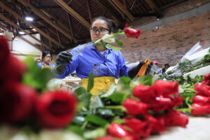 Una mujer trabaja en el empaque de rosas en la hacienda Mongibello en Chía, Cundinamarca (Colombia), en una fotografía de archivo. EFE/ Carlos Ortega