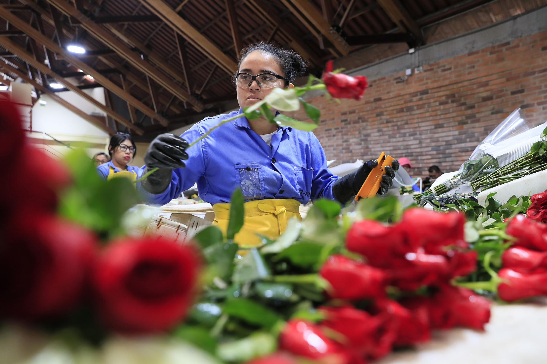 Una mujer trabaja en el empaque de rosas en la hacienda Mongibello en Chía, Cundinamarca (Colombia), en una fotografía de archivo. EFE/ Carlos Ortega