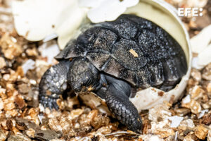 Fotografía cedida por el Zoológico de Miami donde se muestra la cría de tortuga de las Galápagos saliendo de su cáscara el 4 de junio en este Zoo de Miami, Florida. EFE/Ron Magill/Zoológico de Miami