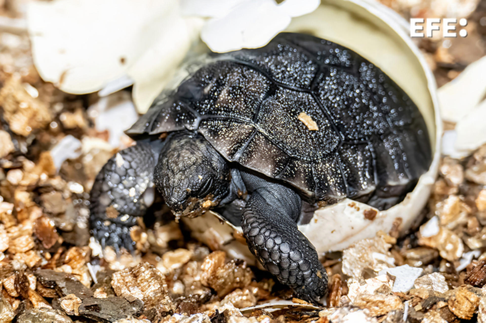Fotografía cedida por el Zoológico de Miami donde se muestra la cría de tortuga de las Galápagos saliendo de su cáscara el 4 de junio en este Zoo de Miami, Florida. EFE/Ron Magill/Zoológico de Miami