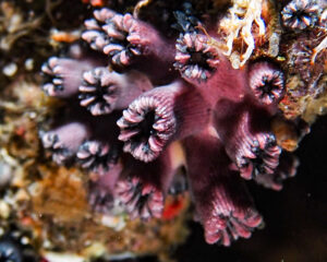 Fotografía cedida por la Fundación Charles Darwin (FCD) del 23 de junio de 2025 que muestra una colonia de corales solitarios de Wellington (rhizopsammia wellingtoni) durante una inmersión, en las Islas Galápagos (Ecuador). EFE/ Fundación Charles Darwin.