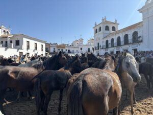 Los yegüerizos de Almonte (Huelva) han vuelto a cumplir este jueves, como cada 26 de junio, con la tradición de la 'Saca de las Yeguas' en la que miles de equinos que viven en estado semisalvaje en la marisma de Doñana-unos 1.300 este 2025- la abandonan con dirección a Almonte y en ese camino, uno de los puntos claves, es el paso de los animales ante el Santuario de la Virgen del Rocío. EFE/Laura Rincón