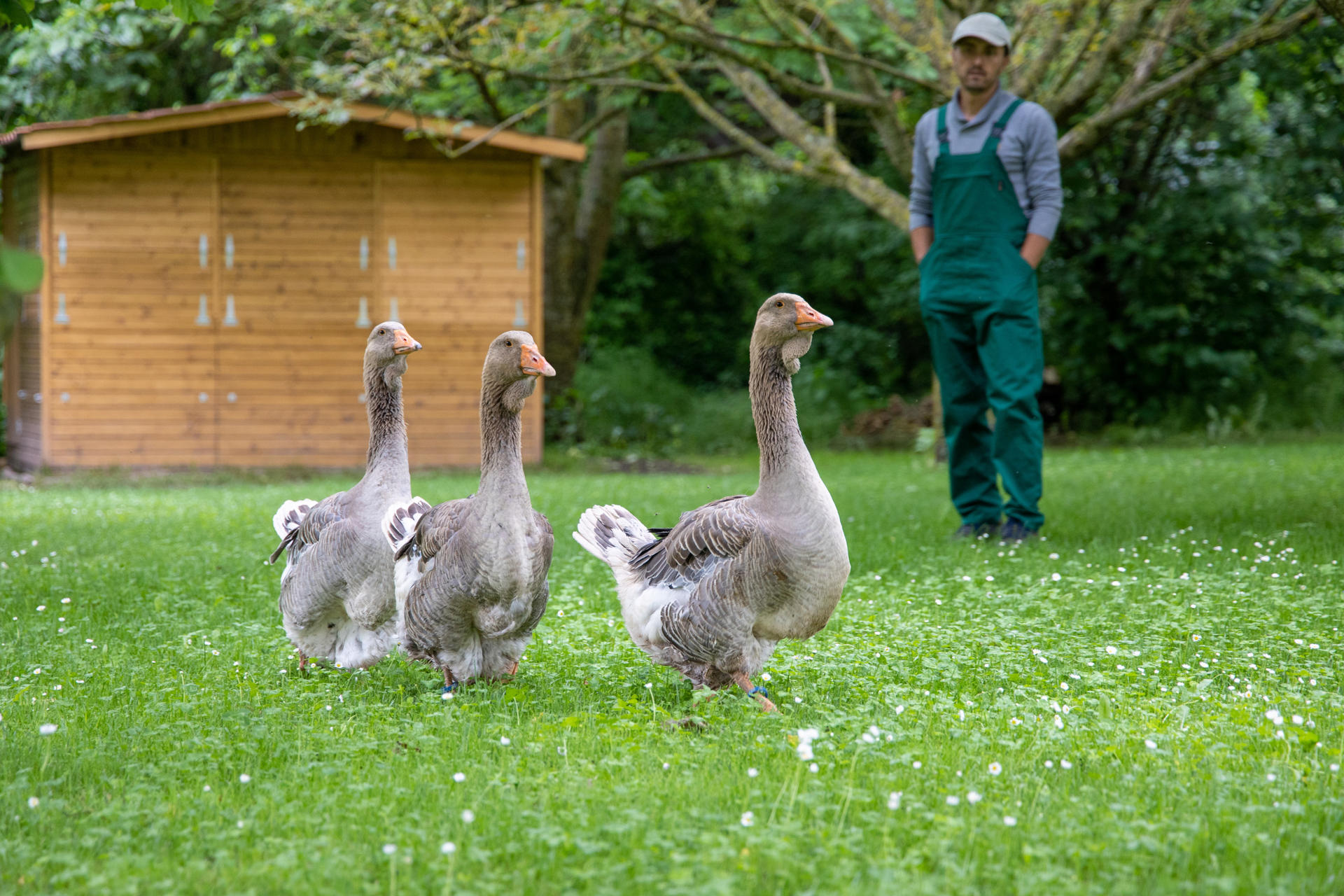 Los hermanos Ignacio y Carlos Echapresto han puesto en marcha una granja biodinámica para incorporar a los animales en el ciclo productivo de la huerta ecológica ubicada junto a su restaurante, Venta Moncalvillo (dos estrellas Michelin y una estrella verde Michelin), con el objetivo de cerrar el círculo en la cadena de producción agrícola. EFE/ Raquel Manzanares