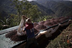 Un hombre coloca los granos de café al sol en Tarrazú, al sur de San José (Costa Rica), en una fotografía de archivo. EFE/ Jeffrey Arguedas