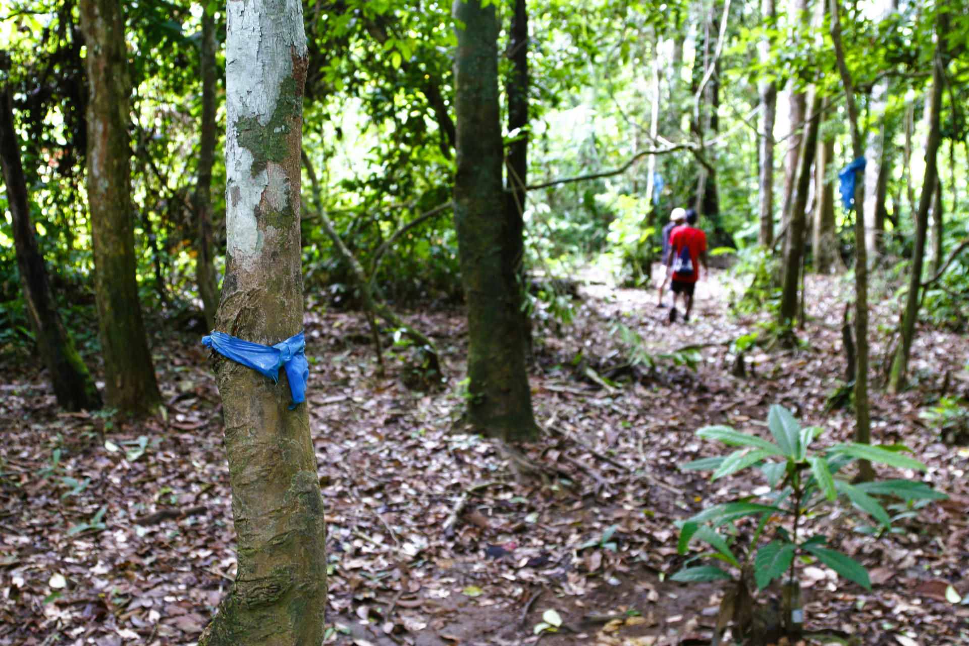 Fotografía del 19 de junio de 2025 de marcas guías en los árboles en la selva en Bajo Chiquito (Panamá). EFE/ Moncho Torres