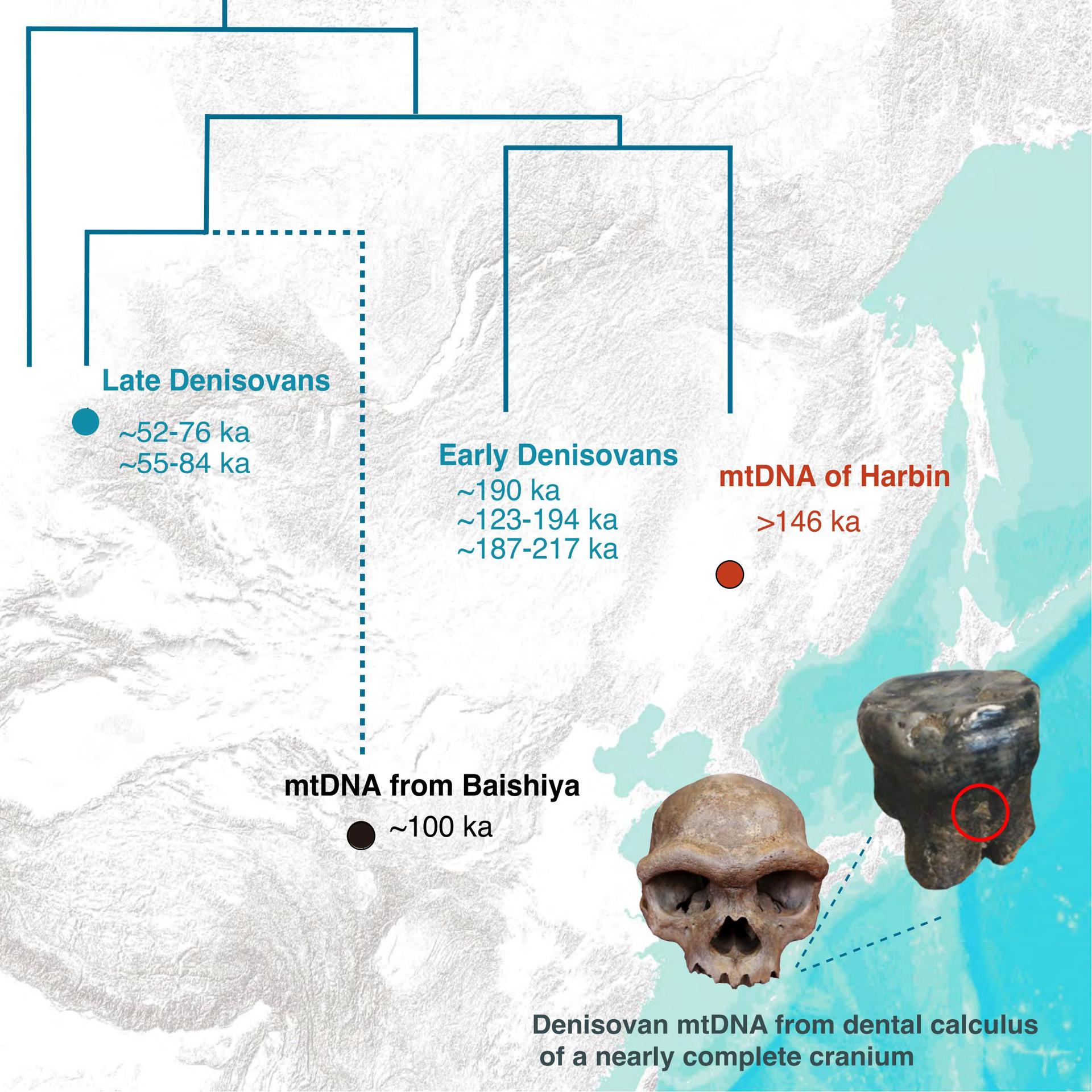 Historia evolutiva de los denisovanos obtenida del sarro dental y de las proteínas del cráneo de Harbin. Crédito: Instituto de Paleontología Vertebrada y Paleoantropología de la Academia China de Ciencias