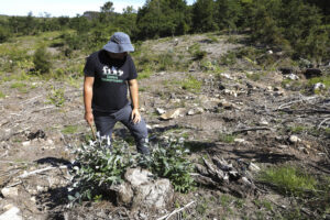 El fundador de las brigadas y director de la Fundación Motescola, Joám Evans, tala varias ramas. La inacción de la administración para evitar la expansión de invasoras por los montes está llevando a vecinos y voluntarios a sumarse a las brigadas deseucaliptizadoras para frenarlas y con ello recuperar el bosque autóctono y lograr territorios más resilientes a incendios, calentamiento y pérdida de biodiversidad. EFE/ J.J. Guillén
