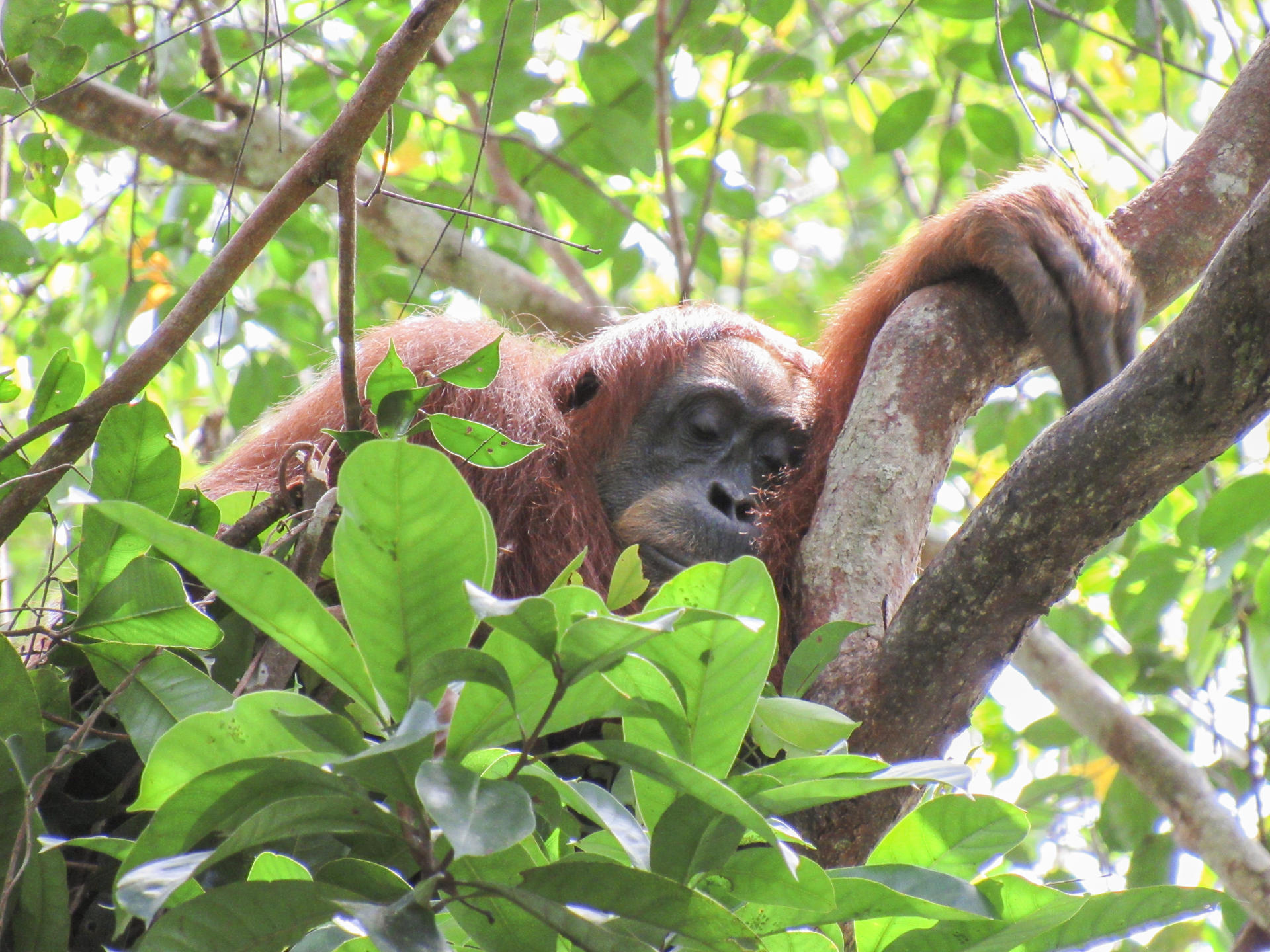 Cissy, una madre orangután de Sumatra, echando una siesta en su nido diurno. Crédito: Natasha Bartalotta / Suaq