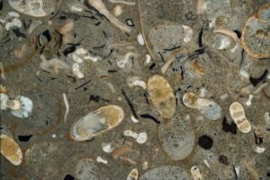 Un equipo de científicos ha descubierto un millar de picos de cefalópodos fosilizados ocultos en rocas del Cretácico Superior, un hallazgo que demuestra que hace cien millones de años los calamares dominaban los océanos antiguos y eran mucho más numerosos y diversos que los amonites. Un ejemplo de  imágenes tomográficas pulidas. Fotografía facilitada por Ikegami et al., Science. EFE