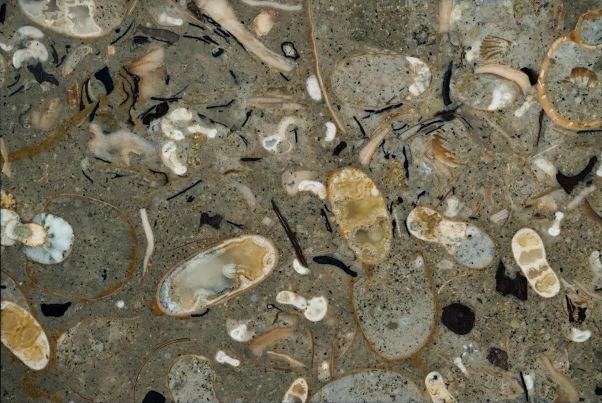 Un equipo de científicos ha descubierto un millar de picos de cefalópodos fosilizados ocultos en rocas del Cretácico Superior, un hallazgo que demuestra que hace cien millones de años los calamares dominaban los océanos antiguos y eran mucho más numerosos y diversos que los amonites. Un ejemplo de  imágenes tomográficas pulidas. Fotografía facilitada por Ikegami et al., Science. EFE
