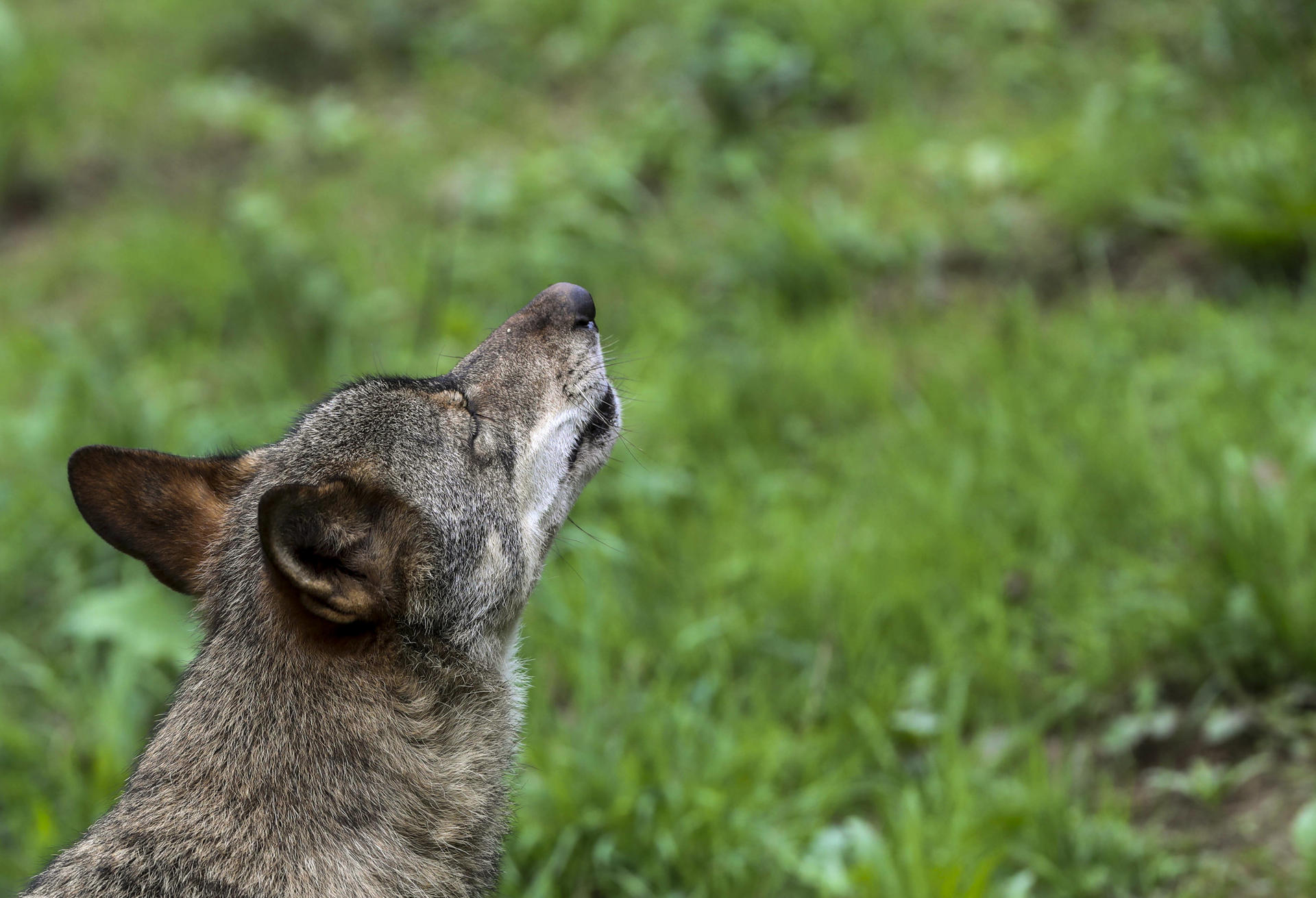 Imagen de archivo de un lobo Ibérico. EFE/ J.L.Cereijido