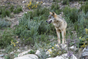 Imagen de archivo de un lobo ibérico en Castilla y León. EFE/Mariam A. Montesinos