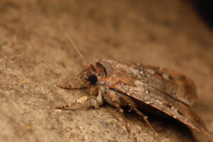 Una polilla Bogong. Fotografía facilitada por el Doctor Ajay Narendra (Universidad Macquarie, Australia). EFE