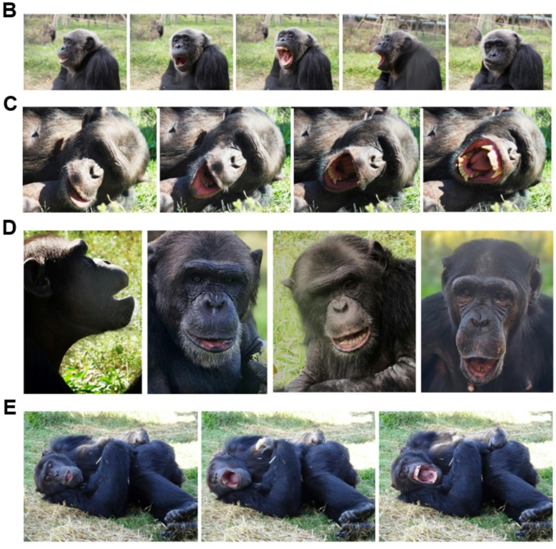 Figuras 1B-E, que muestran ejemplos de chimpancés bostezando y tumbados. Crédito: RMJM, Aline Sardin-Damasso y Mona.