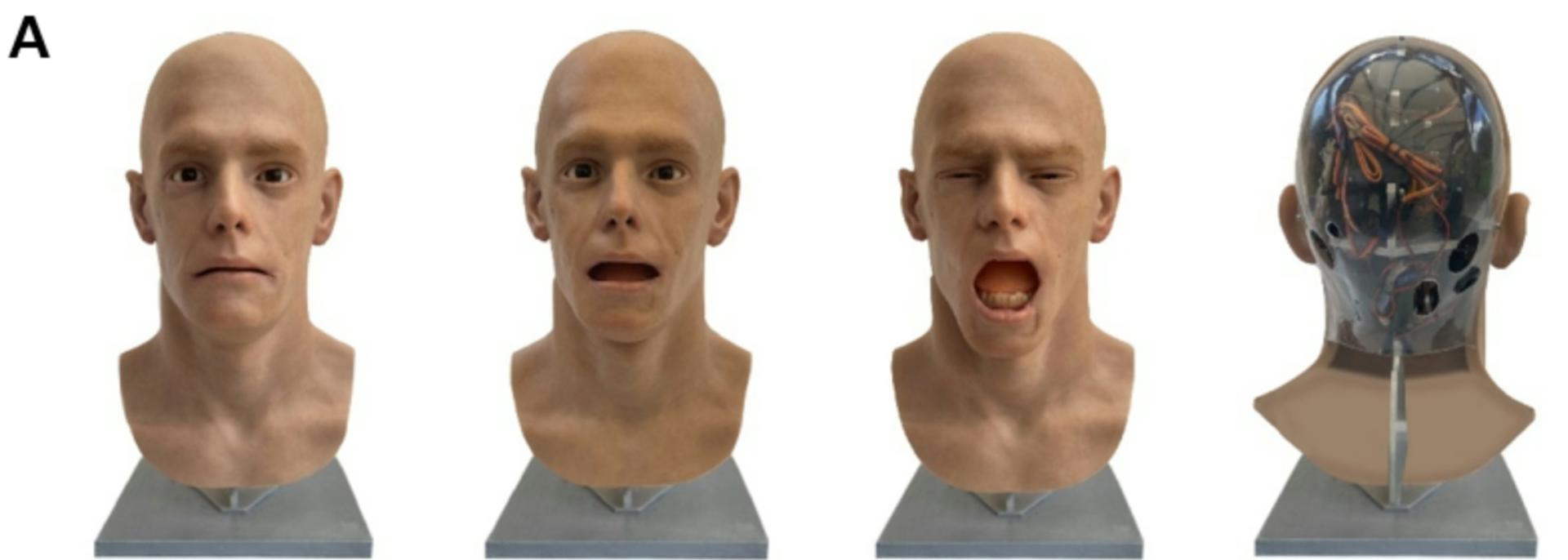 Figura 1A, que muestra las condiciones androides: Cerrar, Abrir, Bostezar y vista trasera. Crédito: Aline Sardin-Damasso y Mona