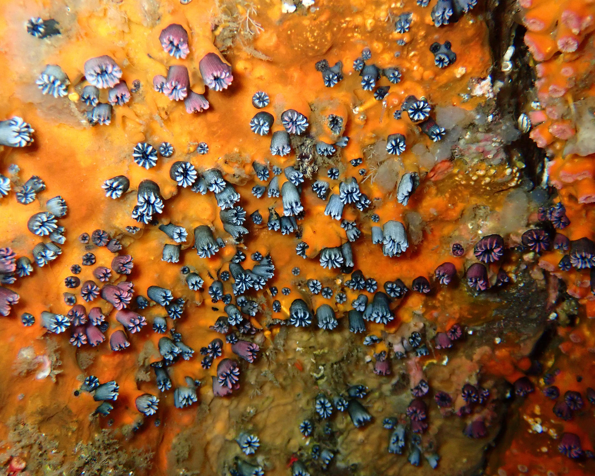 Fotografía cedida por la Fundación Charles Darwin (FCD) del 12 de mayo de 2024 que muestra una colonia de corales solitarios de Wellington (Rhizopsammia wellingtoni) durante una inmersión en Punta Vicente Roca, perteneciente a la isla Fernandina, la más occidental y joven de las Islas Galápagos (Ecuador). EFE/ Fundación Charles Darwin.