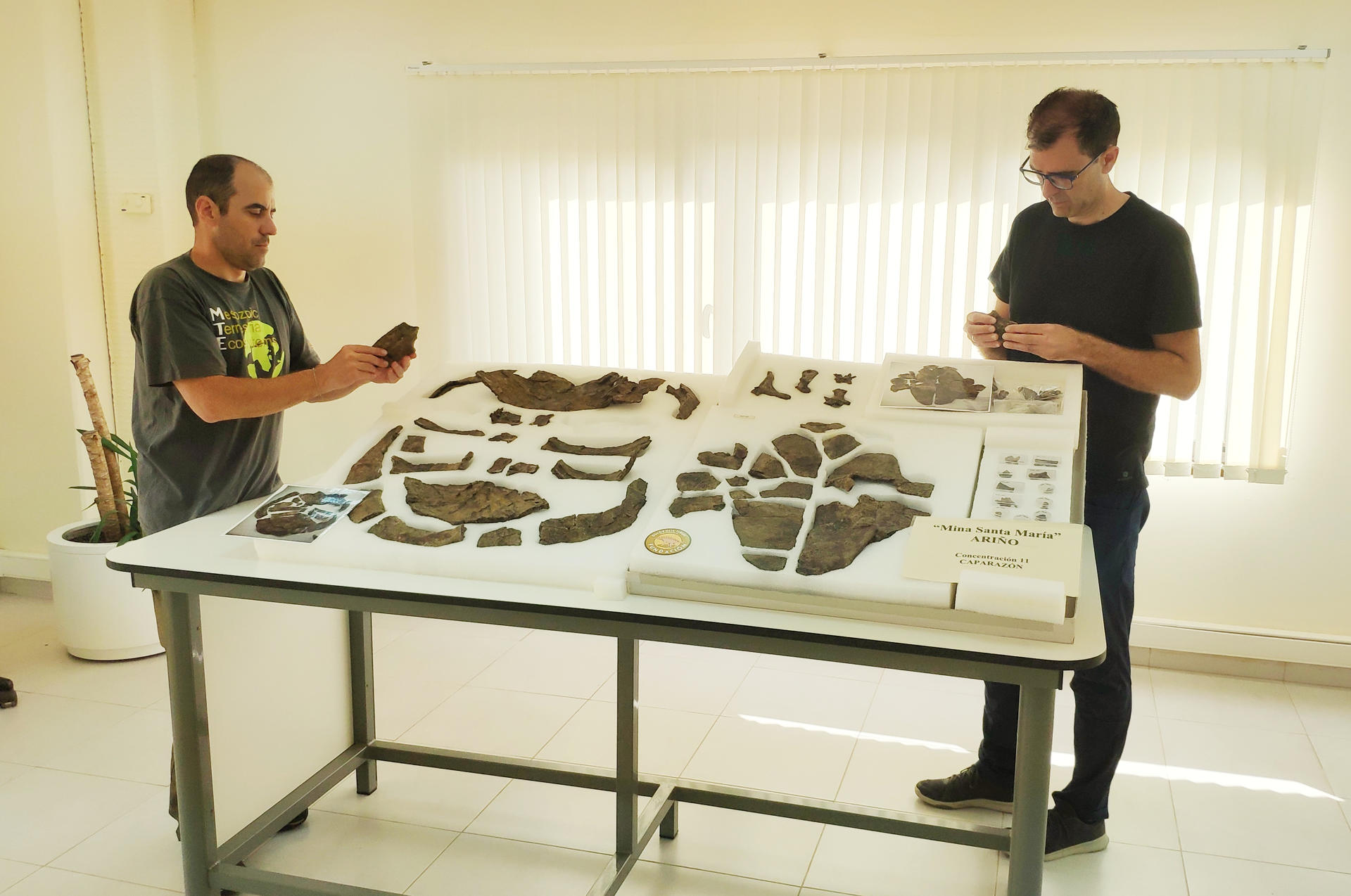 Paleontólogos de la UNED y de la Fundación Conjunto Paleontológico de Teruel-Dinópolis (Museo Aragonés de Paleontología) han descubierto en la localidad de Ariño el esqueleto más completo de Europa de una tortuga de hace 110 millones de años. EFE/ Fundación Dinópolis SOLO USO EDITORIAL/SOLO DISPONIBLE PARA ILUSTRAR LA NOTICIA QUE ACOMPAÑA (CRÉDITO OBLIGATORIO)
