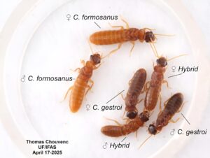 Fotografía cedida de especies híbridas y naturales de la termita subterránea de Formosa (Coptotermes formosanus) y la termita subterránea asiática (Coptotermes gestroi). / Instituto de Ciencias Alimentarias y Agrícolas de la Universidad de Florida
