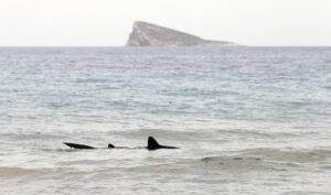 Fotografía de archivo en donde se ve un tiburón nadando cerca a una playa. EFE/Manuel Lorenzo