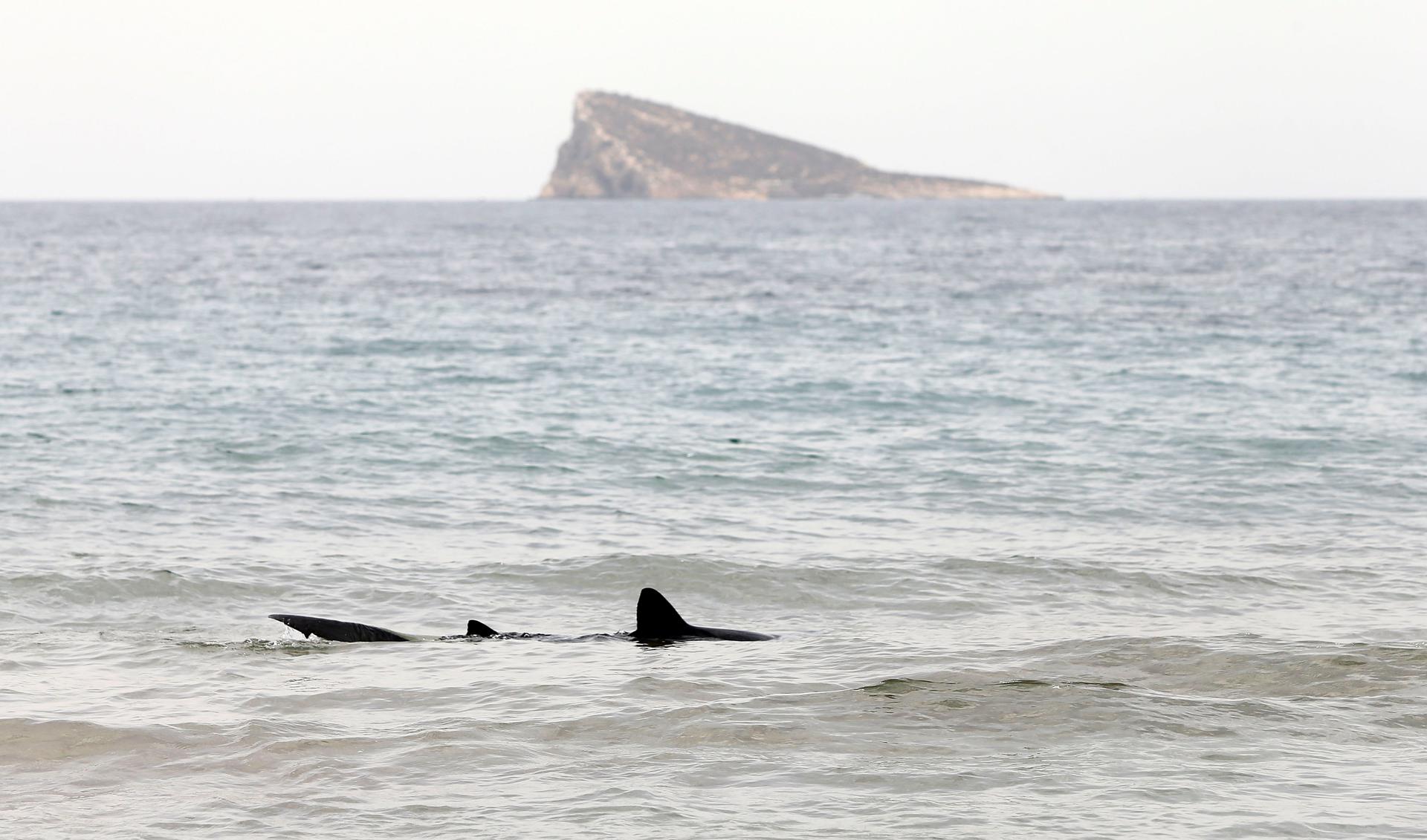 Fotografía de archivo en donde se ve un tiburón nadando cerca a una playa. EFE/Manuel Lorenzo