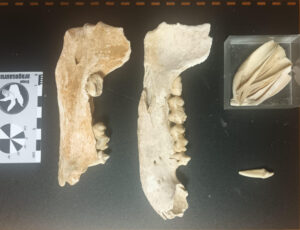 Un equipo de paleontólogos del grupo de investigación Aragosaurus-IUCA de la Universidad de Zaragoza ha identificado, por primera vez, restos fósiles de oso de las cavernas (Ursus spelaeus) en el macizo de Cotiella, en el Pirineo oscense. EFE/ Universidad de Zaragoza SOLO USO EDITORIAL/SOLO DISPONIBLE PARA ILUSTRAR LA NOTICIA QUE ACOMPAÑA (CRÉDITO OBLIGATORIO)