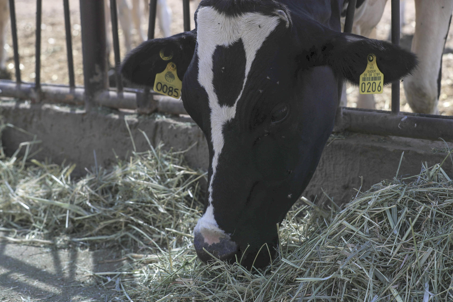 Fotografía de una vaca en un negocio de producción de leche y queso este lunes, en Ciudad Juárez (México). EFE/ Luis Torres