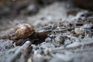 Fotografía de un ejemplar de caracol africano. EFE/ Henry Chirinos