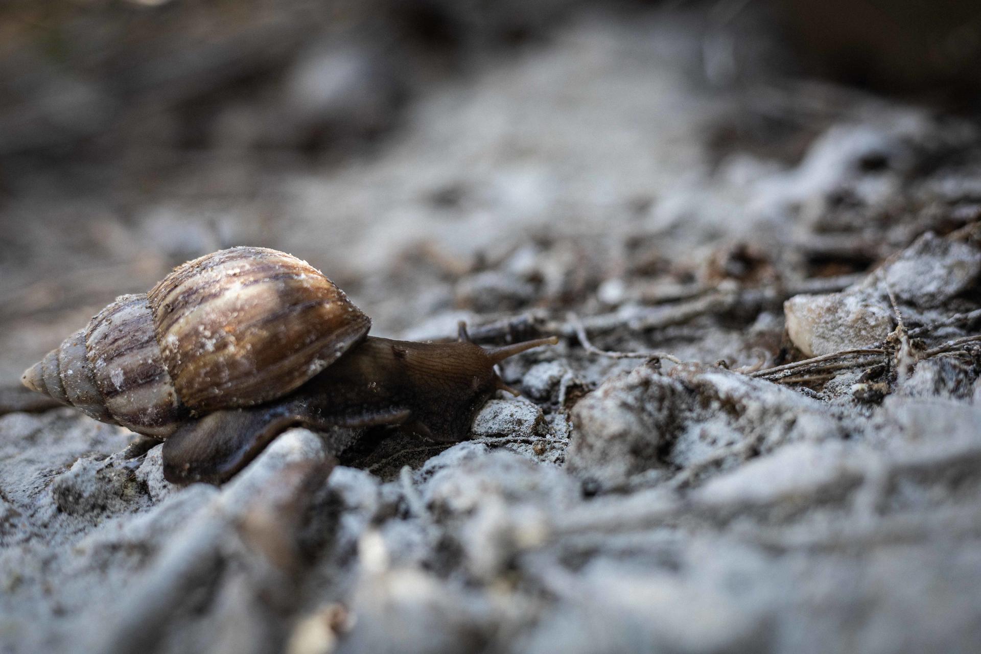 Fotografía de un ejemplar de caracol africano. EFE/ Henry Chirinos